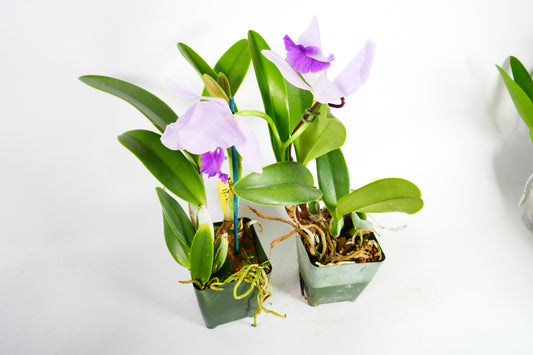 Lc. Busy Bev 'Blue Jewel'