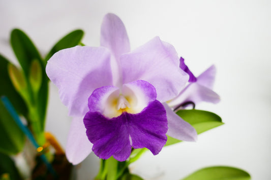 Lc. Busy Bev 'Blue Jewel'