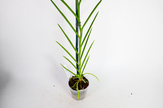 V. falcata x Papilionanthe hookeriana