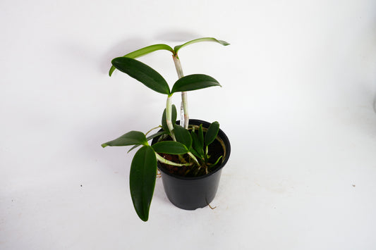 C. Gaudii 'Cinnamon Scent' x Black Jack 'Universal'