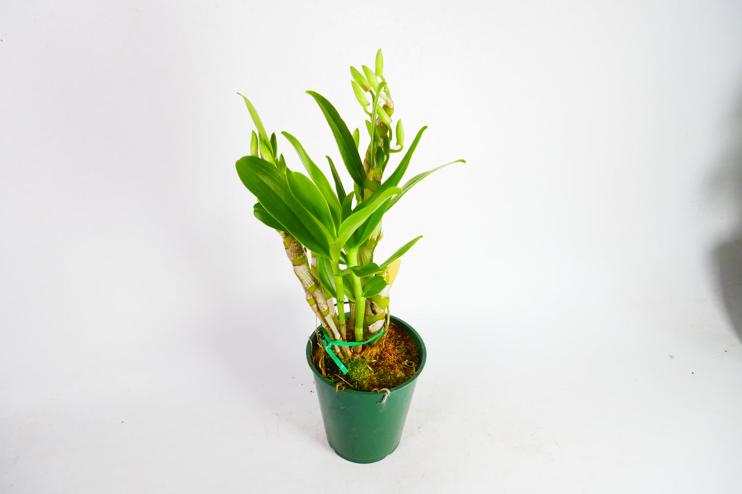 D. Super Model 'Fancy'