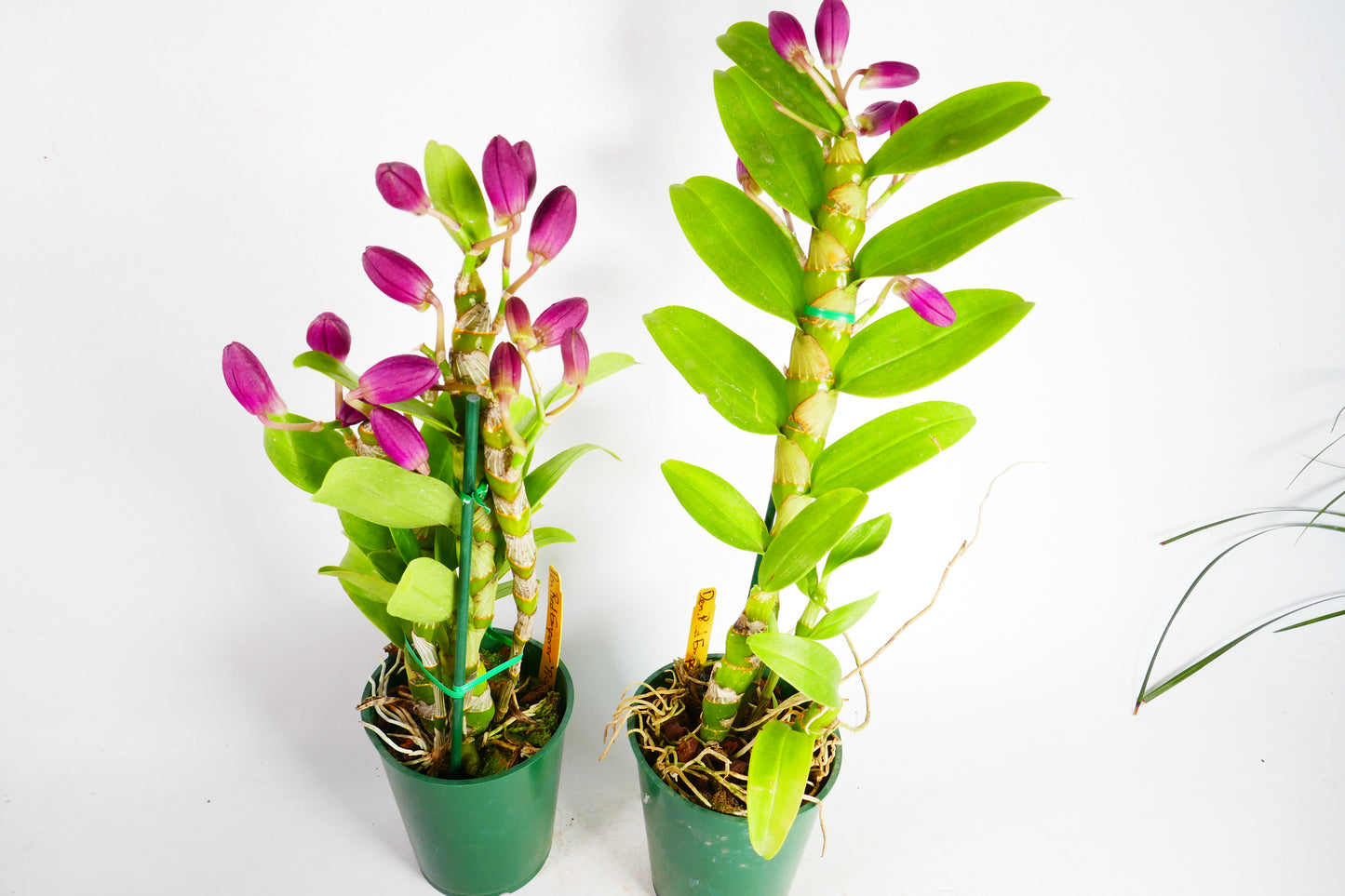 Den. Red Emporer 'Prince'