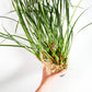 Maxillaria tenuifolia (The Coconut Orchid!)