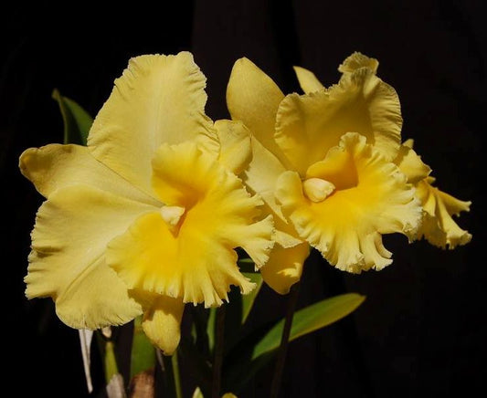 Pot. Hsinying Pachi Pachi 'Carmela'