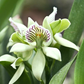 Prosthechea chacaoensis