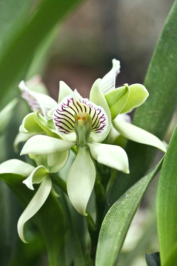 Prosthechea chacaoensis