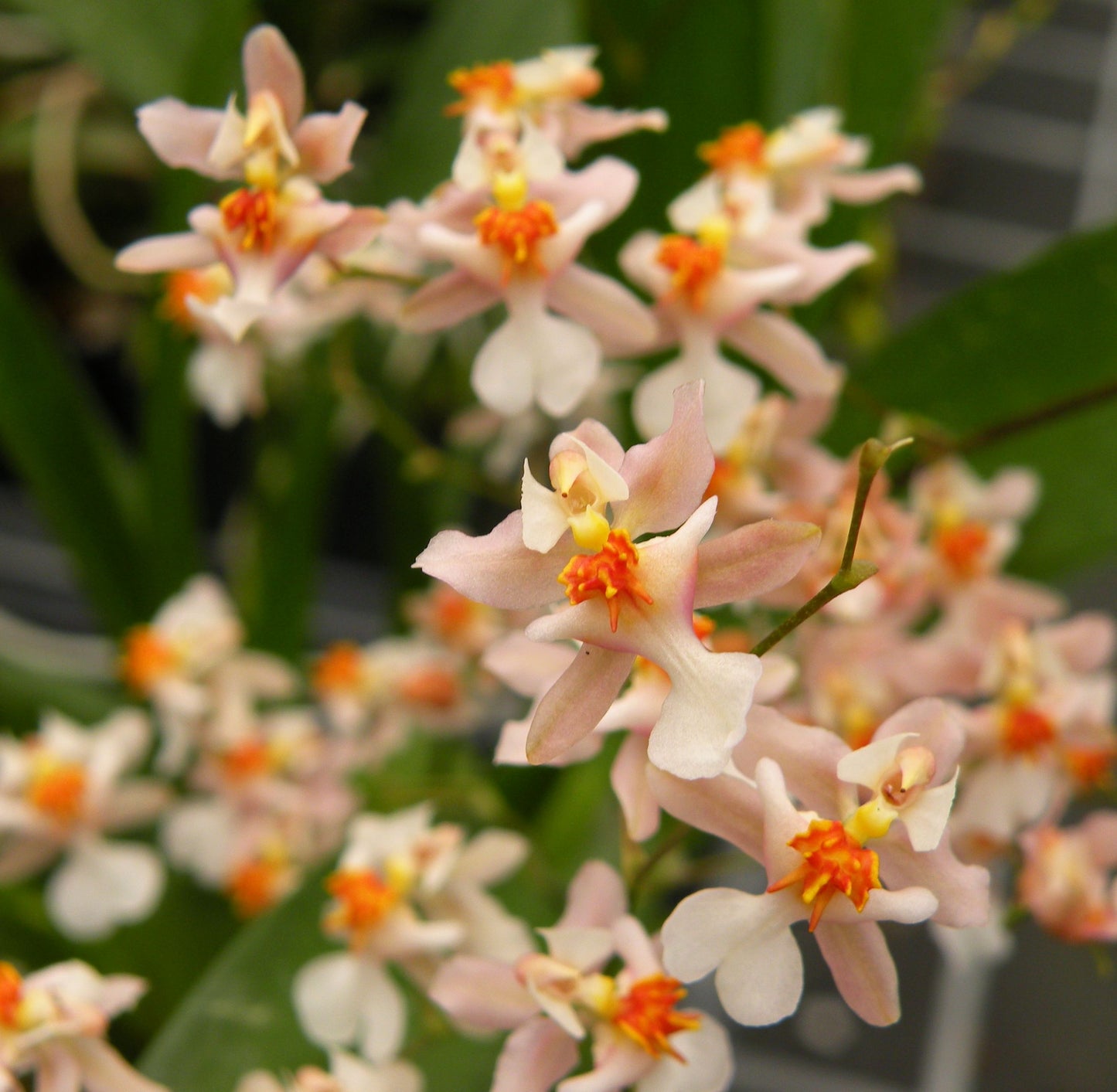 Onc. Tsiku Marguerite