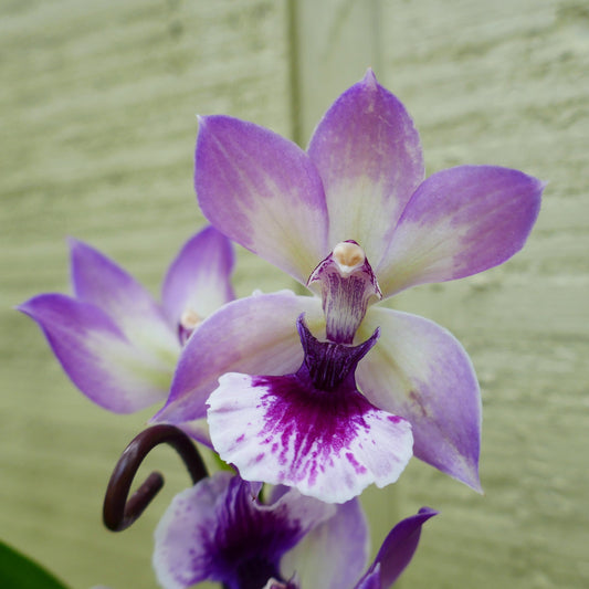 Zygonisia Cynosure 'Blue Birds'