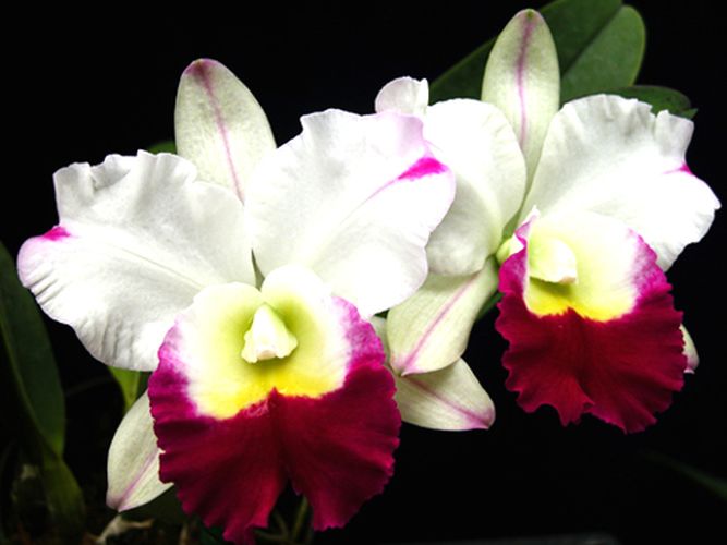 Blc. Anna Balmores 'Carmela'