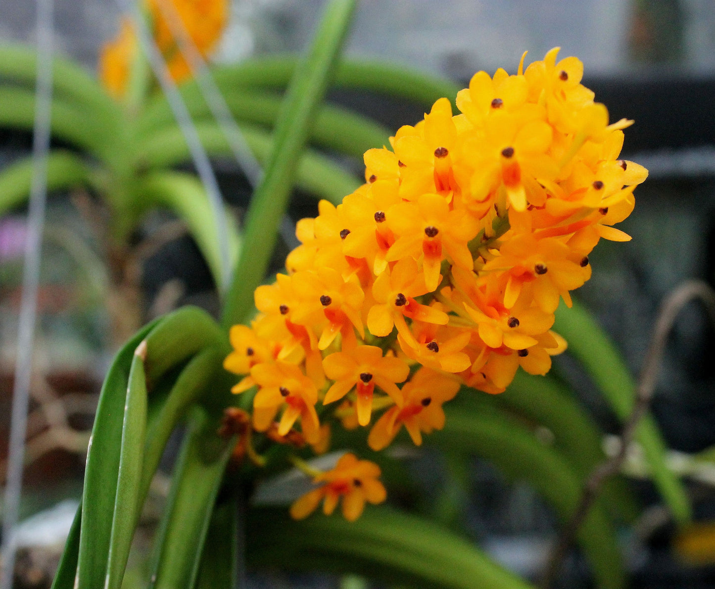 V. christensonianum x aurantiaca