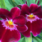 Mps. Bert Field 'Crimson Glow'