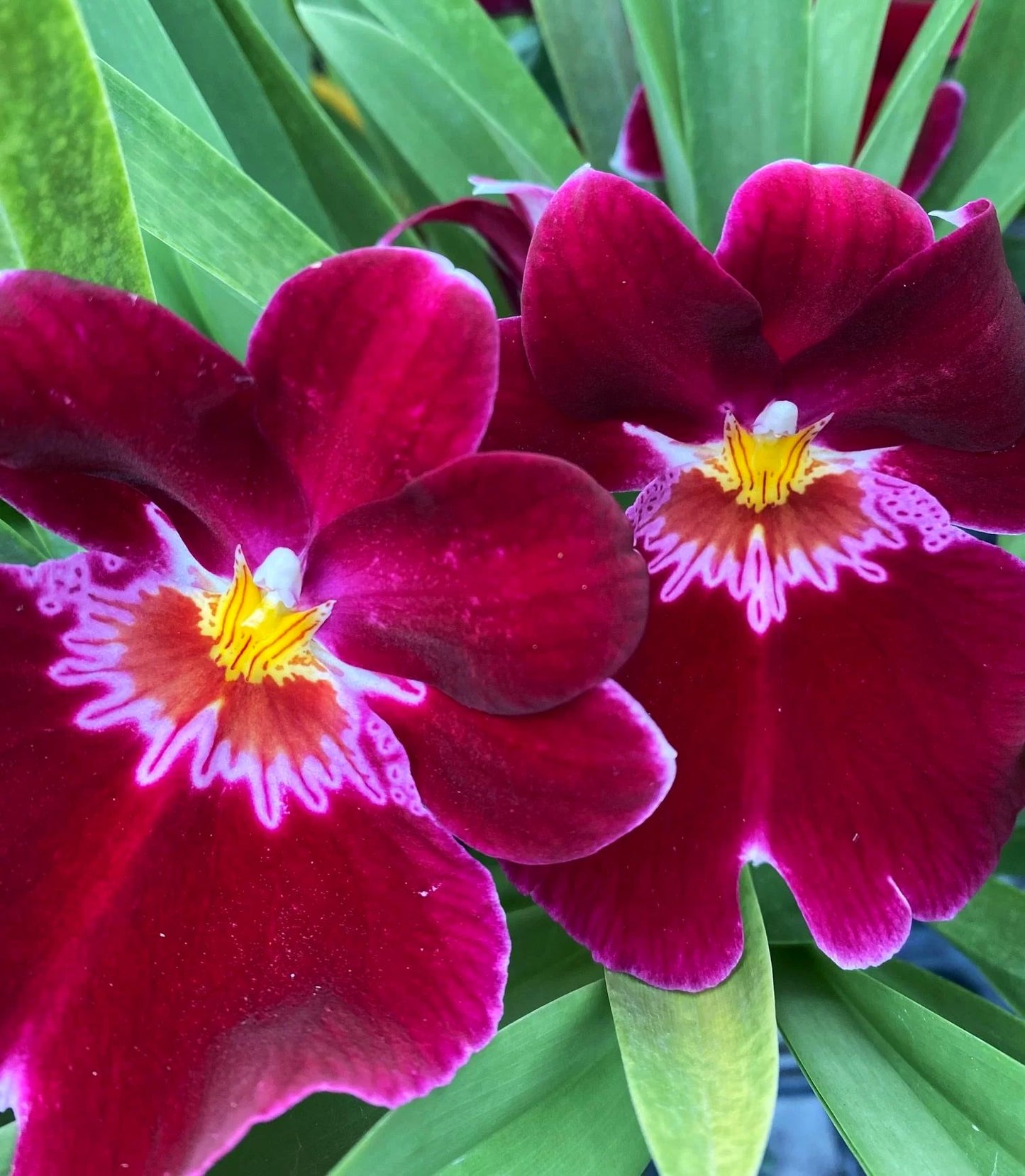 Mps. Bert Field 'Crimson Glow'