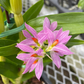 Dendrobium bracteosum ('Little Eve' x 'Pink')