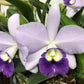 C. Mini Symphony coerulea x Ctt. Busy Bev 'Blue Jewel'