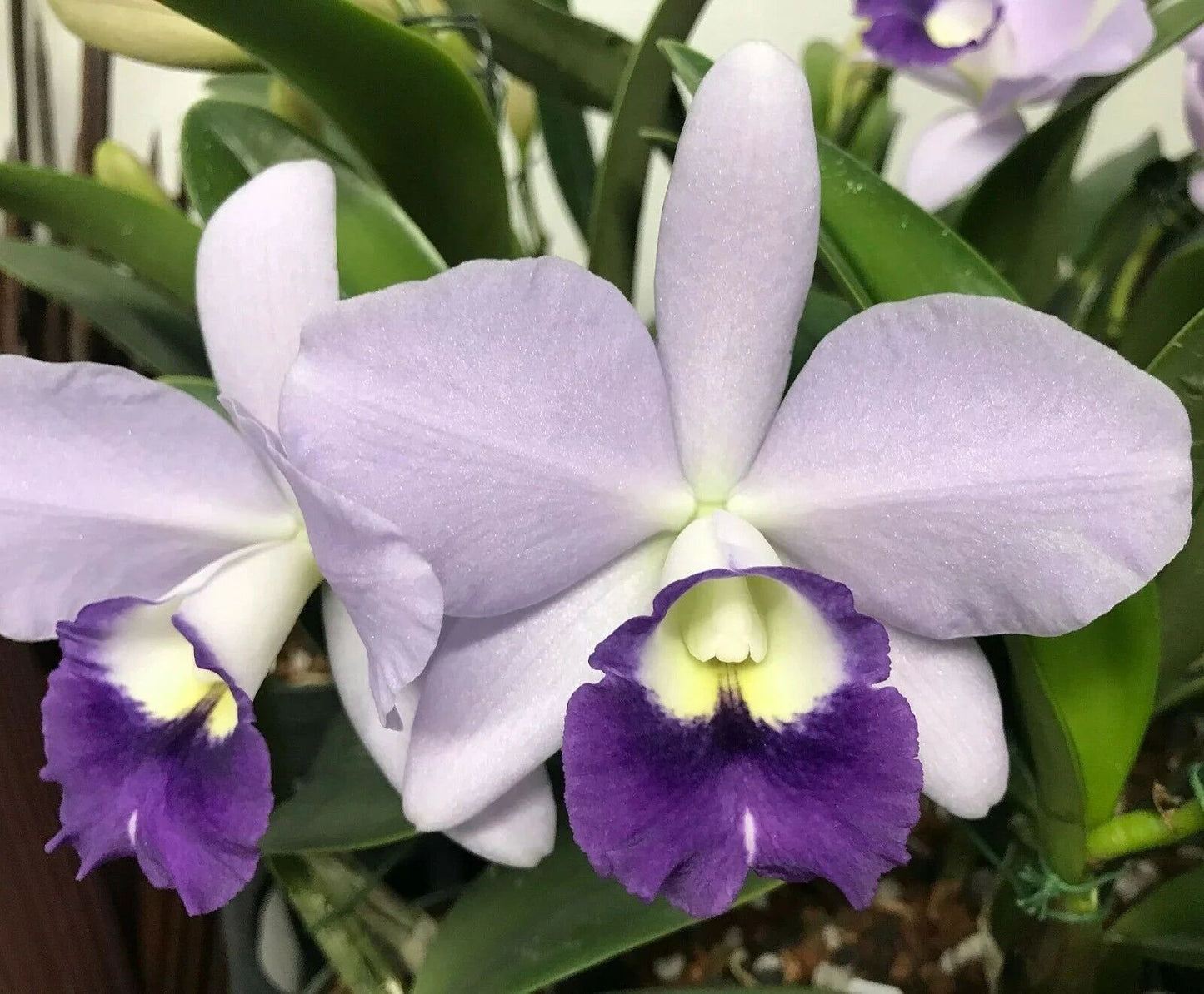 C. Mini Symphony coerulea x Ctt. Busy Bev 'Blue Jewel'