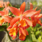 Cattlianthe Caribbean