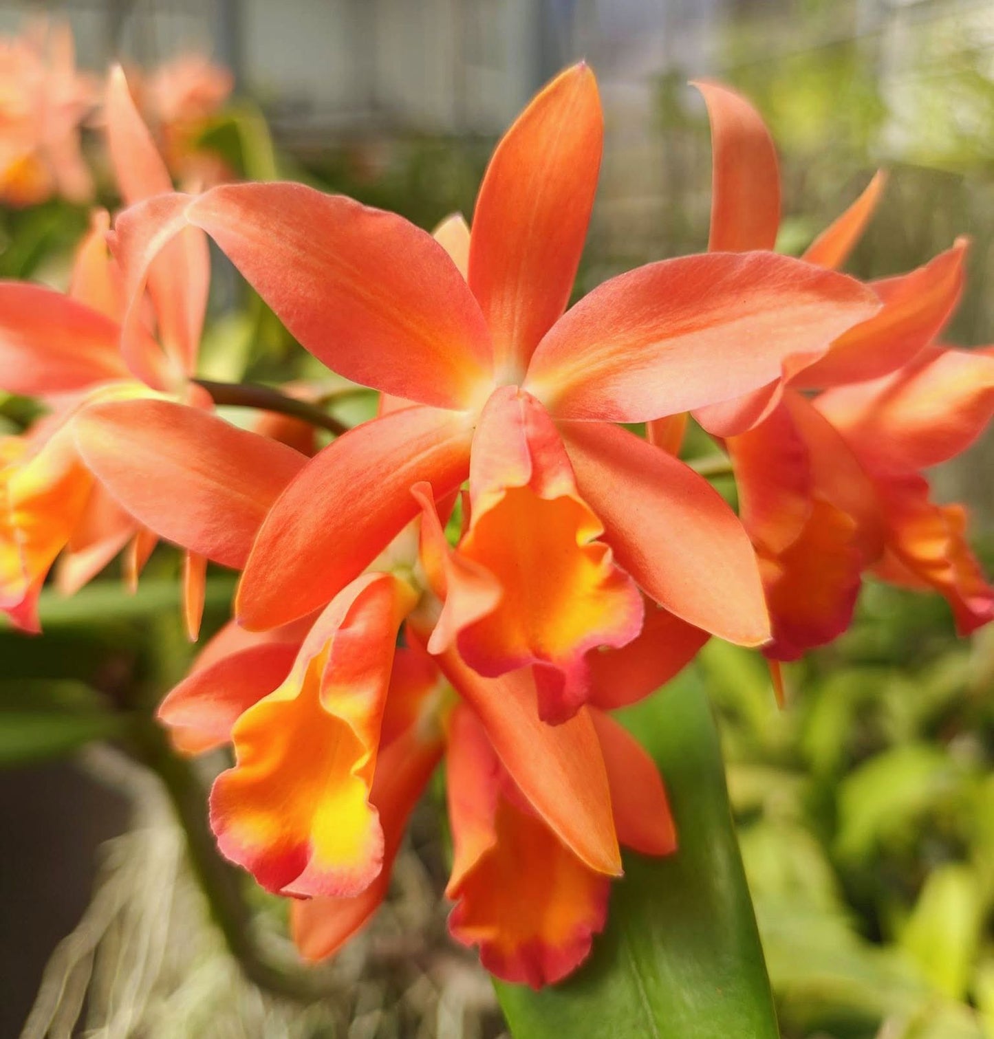 Cattlianthe Caribbean