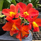 Rlc. Chief Glory 'Red Ant'