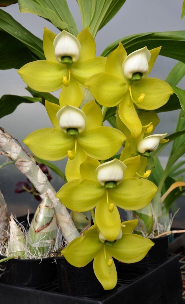 Cyc. chlorochilon 'Giant Swan' x Cyc. warscewiczii