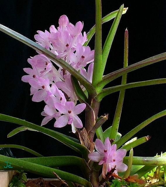 V. christensonianum x aurantiaca