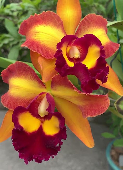 Rlc. Chunyeah 'No. 10'
