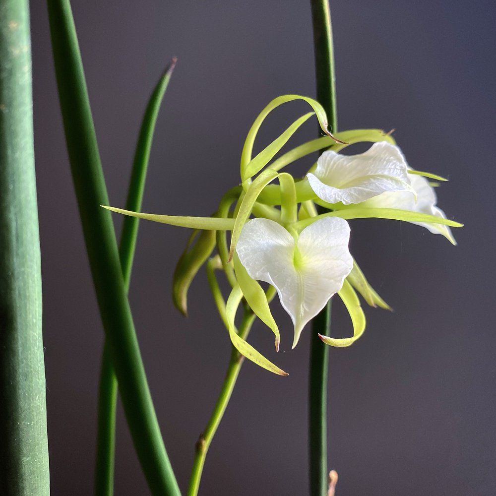 Ctt. Gold Digger 'Orglade's Mandarin' x B. cordata
