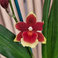 Oip. Crimson Pride 'MAC136'