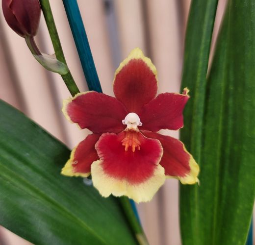 Oip. Crimson Pride 'MAC136'