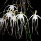 B. cucullata x sib