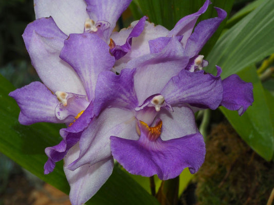 Aganisia cyanea x sib