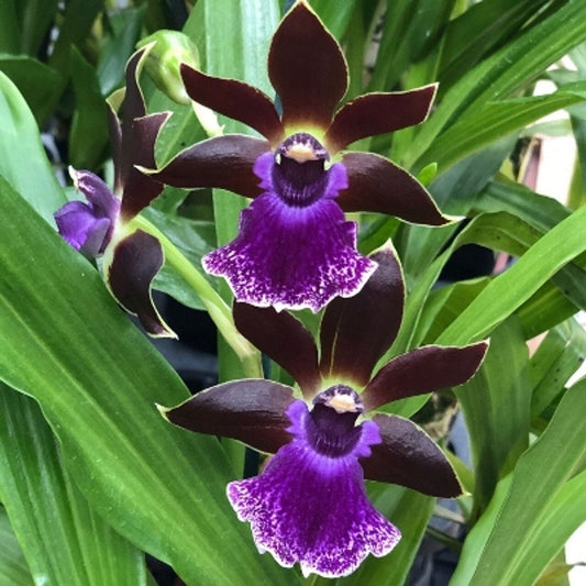 Zygo. Debbie De Mello 'Honolulu Baby'