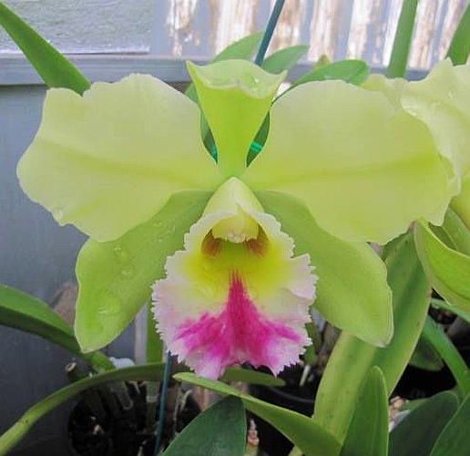 Blc. Dewey Forest 'Kudos'