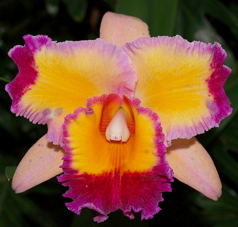 Rlc. Dick Smith 'Paradise'