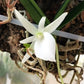 Angraecum didieri x sib