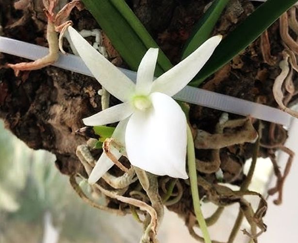 Angraecum didieri x sib