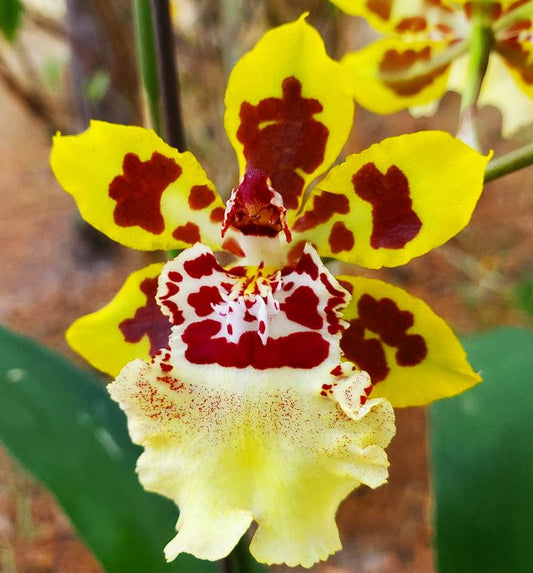 Onc. Dorothy Wisdom 'Golden Gate'