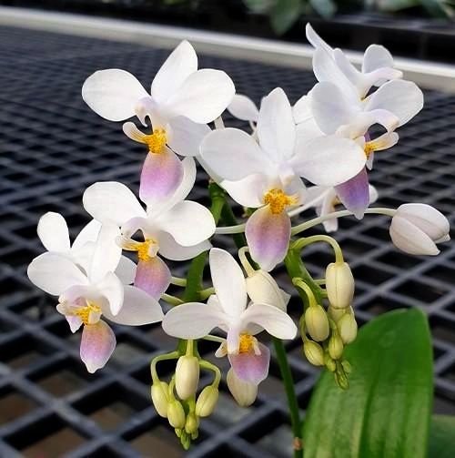 Phal. Yang Yang 'Blueberry' x equestris coerulea