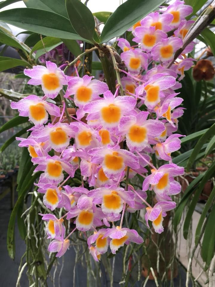 Den. farmeri 'Shortie' x griffithianum 'Maui'