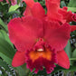 Rlc. Fire Jewel 'Volcano Queen'