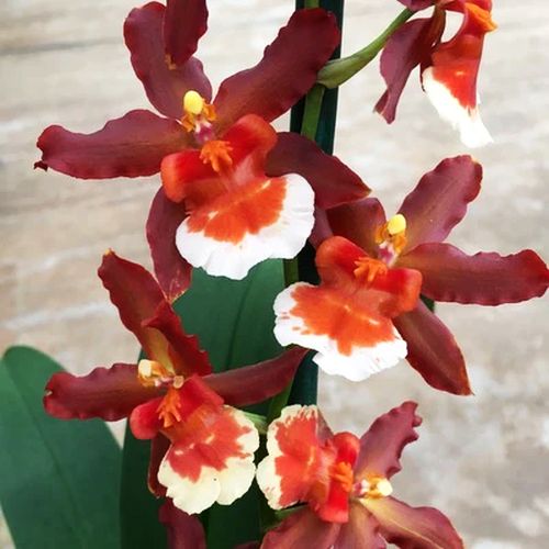 Onc. Firecracker 'New Year'