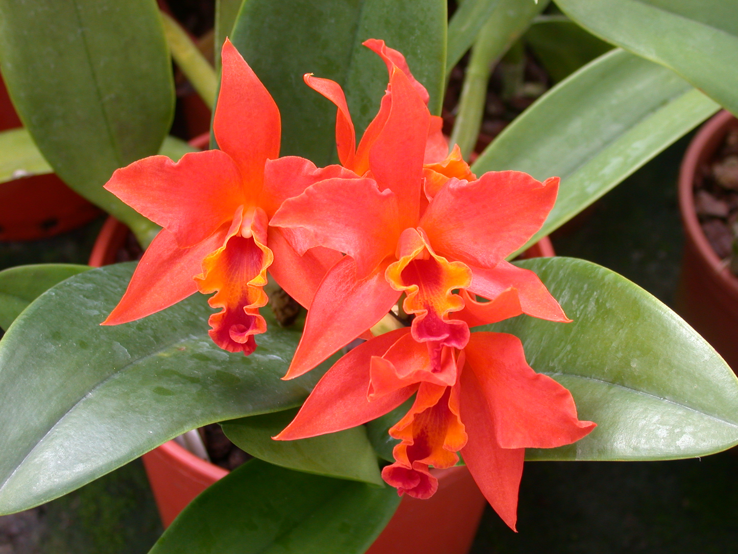 Lc. Fire Dance 'Patricia'