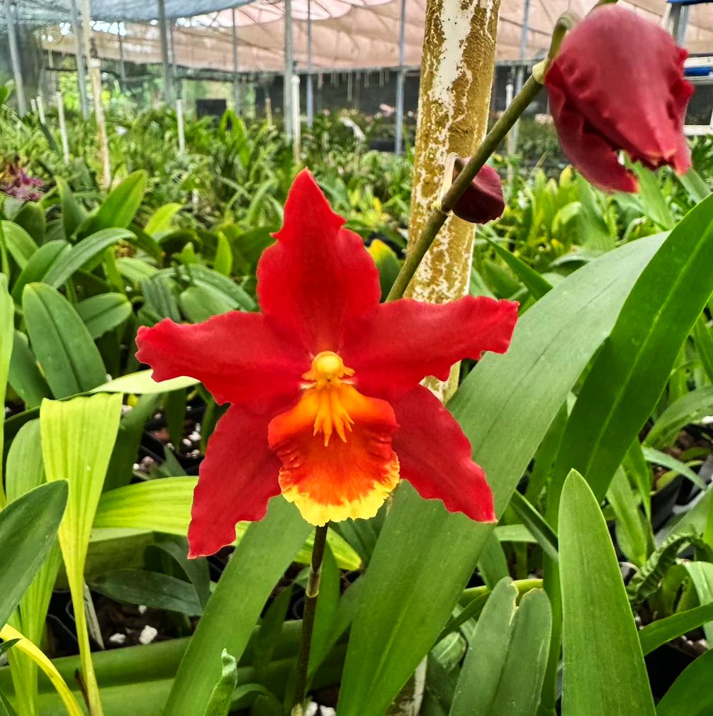 Onc. Pacific Panache 'Fireside Fever'