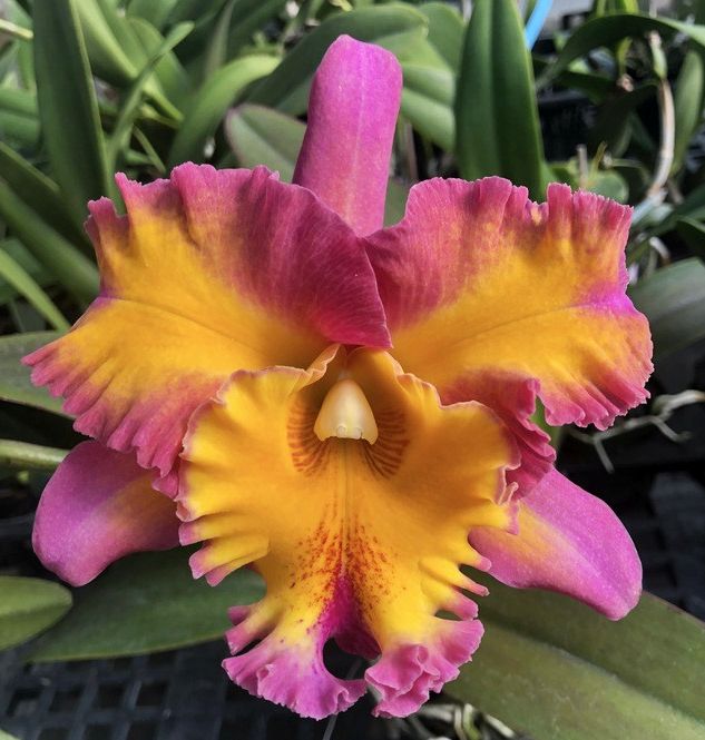 Rlc. Goldenzelle 'Lemon Chiffon' x Rlc. Florence Feary 'Bright Eyes'