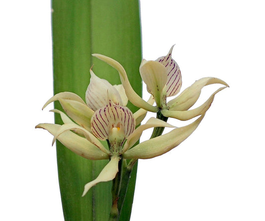 Prosthechea fragrans x sib