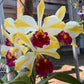 Rth. Fu Shu Glory 'Happy Holiday'