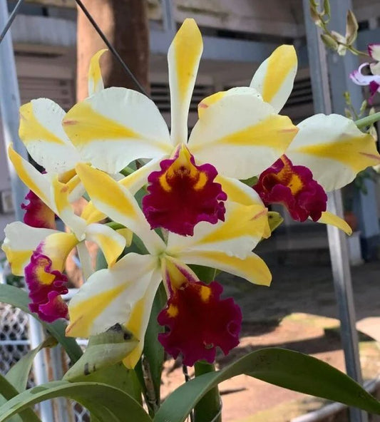 Rth. Fu Shu Glory 'Happy Holiday'