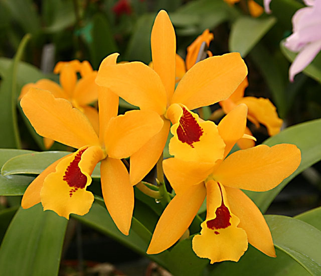 Ctt. Gold Digger 'Orglade's Mandarin' x B. cordata