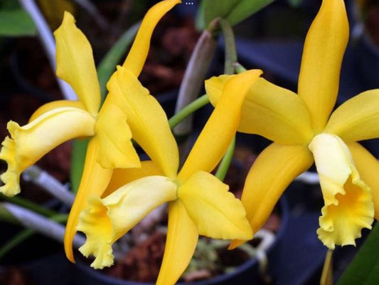 Rlc. Golden Chieftan 'Akukii'