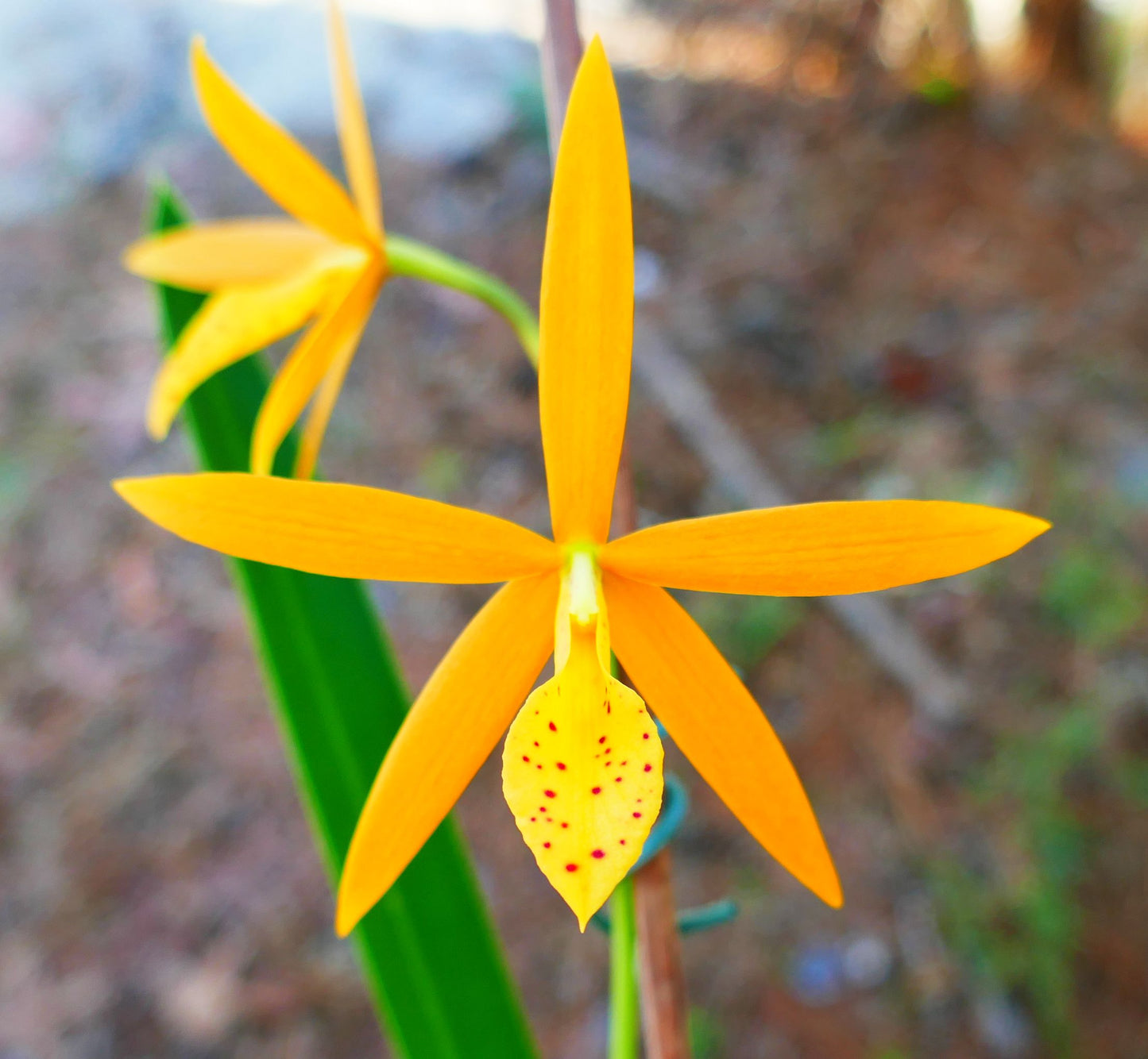 Pcv. Golden Peacock