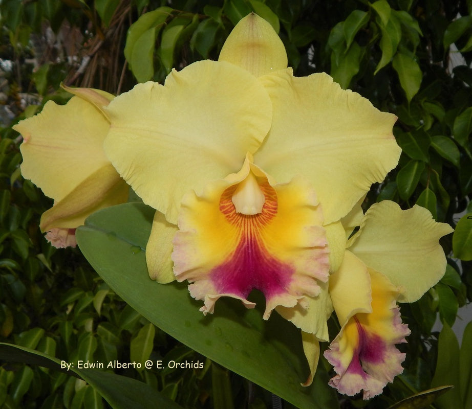 Rlc. Goldenzelle 'Lemon Chiffon' x Rlc. Florence Feary 'Bright Eyes'